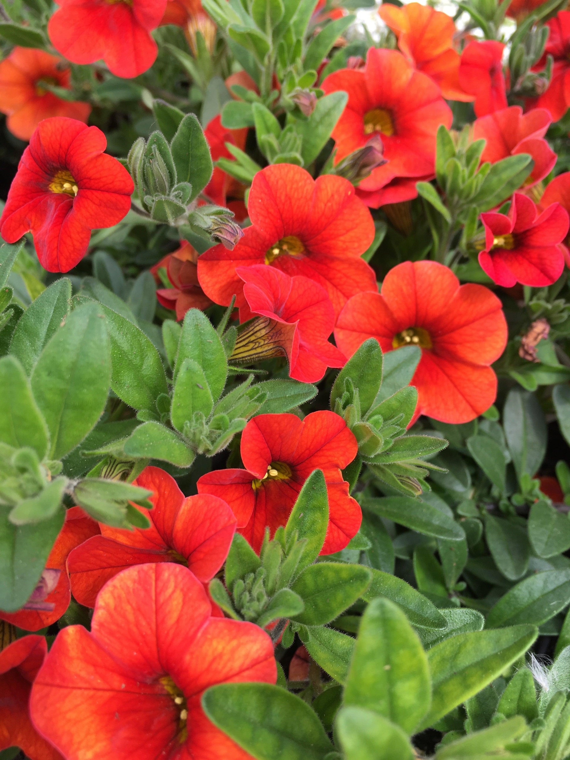 Calibrachoa Colibri Tangerine - View 3 from www redcrocus com