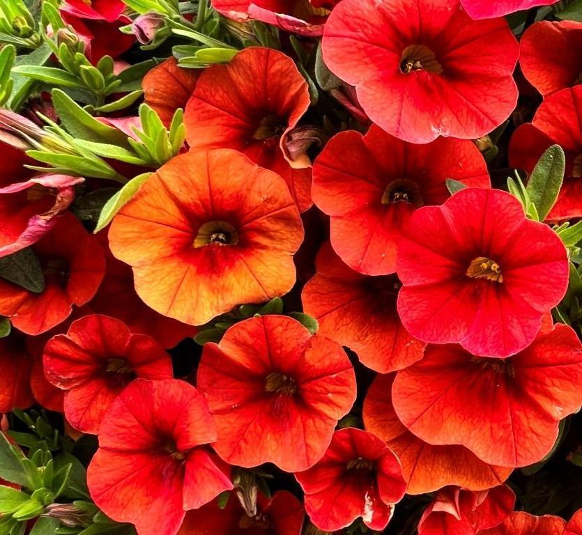 Calibrachoa Colibri Tangerine - View 5 from www redcrocus com