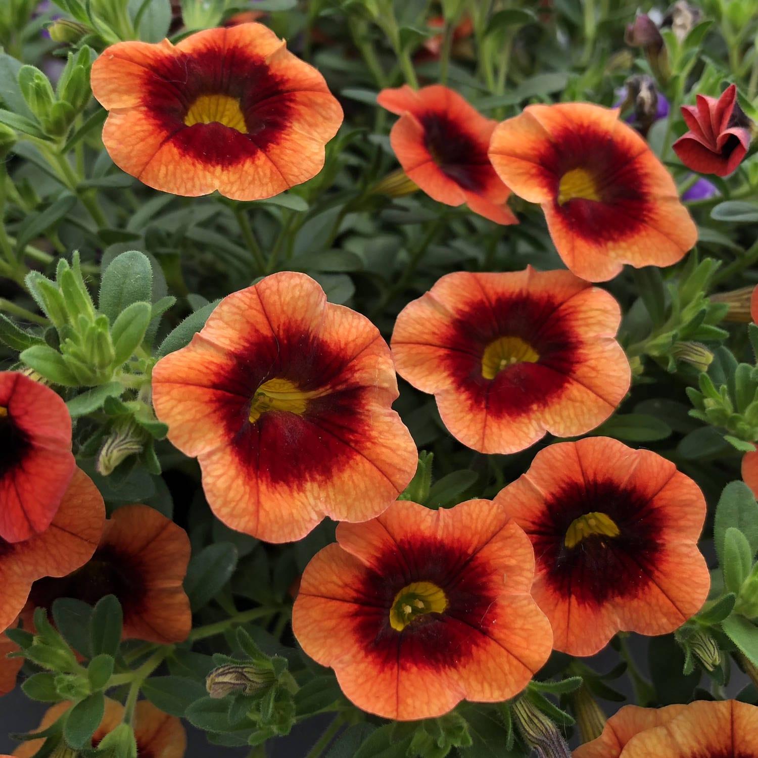 Calibrachoa Colibri Tangerine - View 7 from www redcrocus com