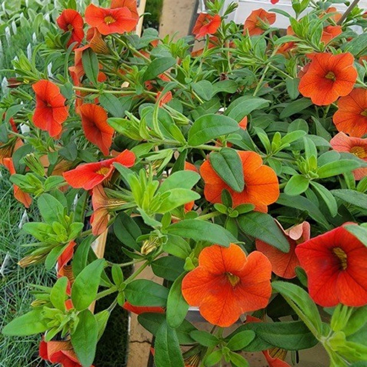 Calibrachoa Colibri Tangerine - View 8 from www redcrocus com