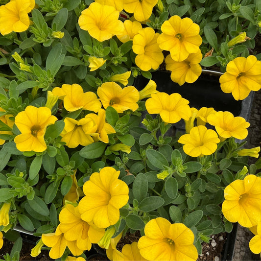 Calibrachoa Colibri Yellow Canary - View 1 from www redcrocus com