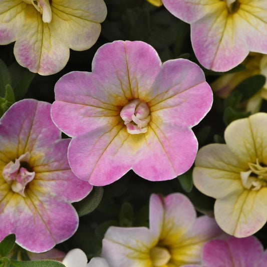 Calibrachoa Minifamous Uno Pink Radiance - View 1 from www redcrocus com