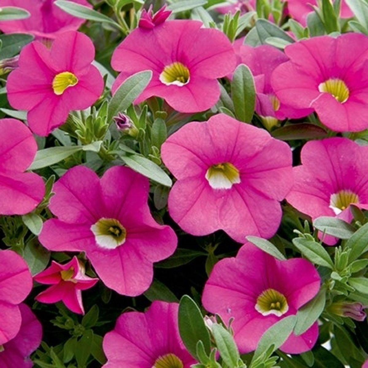 Calibrachoa Minifamous Uno Pink Radiance - View 2 from www redcrocus com