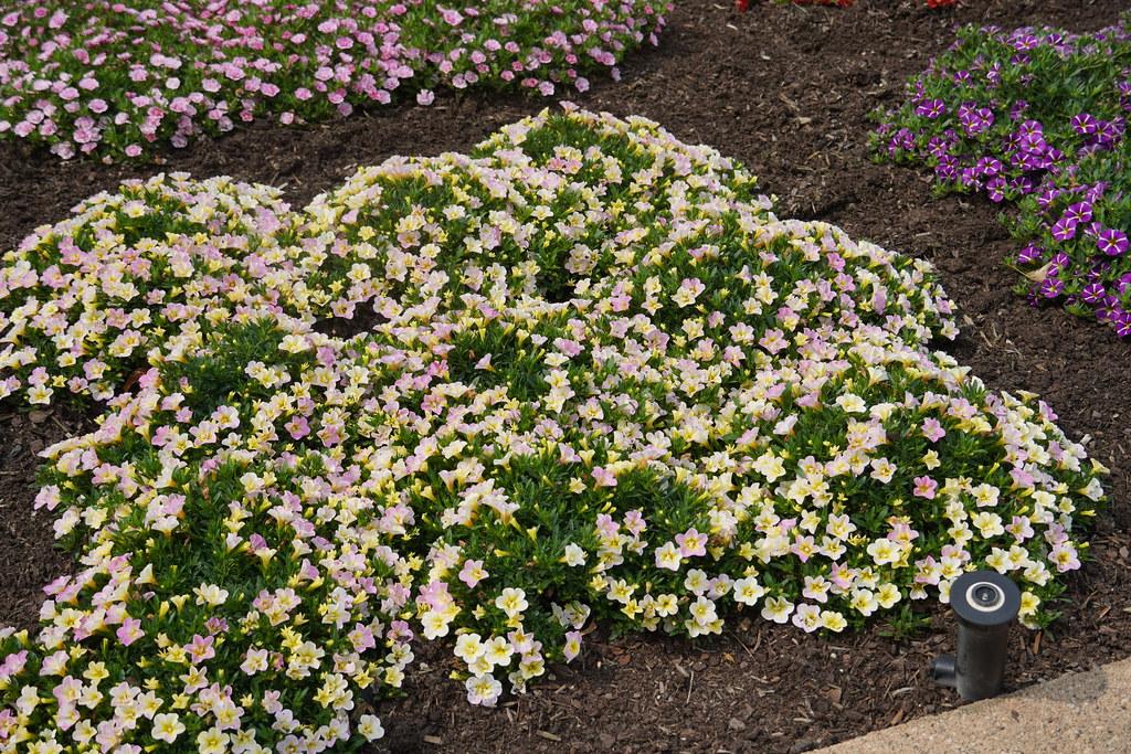 Calibrachoa Minifamous Uno Pink Radiance - View 5 from www redcrocus com