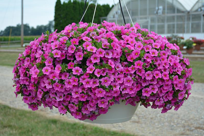 Calibrachoa Minifamous Uno Pink Radiance - View 6 from www redcrocus com