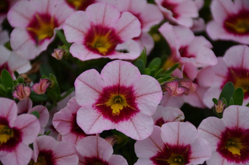 Calibrachoa Minifamous Uno Pink Radiance - View 7 from www redcrocus com