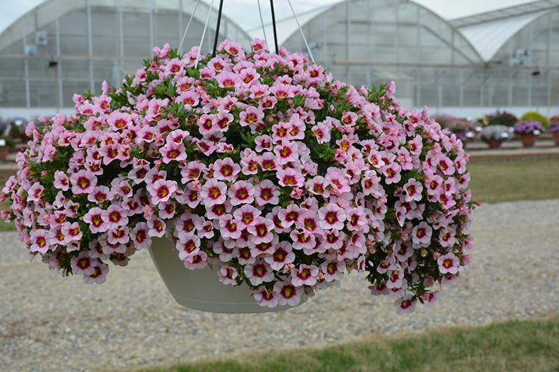Calibrachoa Minifamous Uno Pink Radiance - View 8 from www redcrocus com