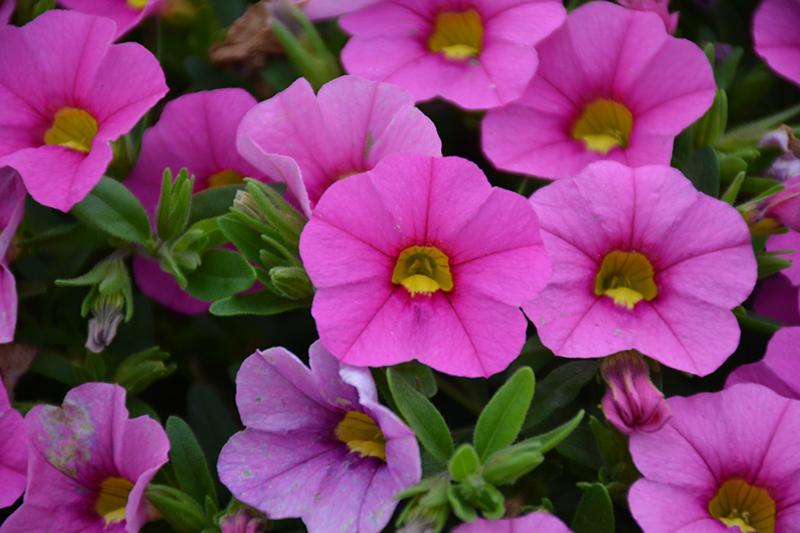 Calibrachoa Minifamous Uno Pink Radiance - View 9 from www redcrocus com