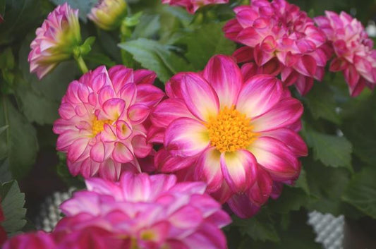Dahlia Labella Medio Fun Flame - View 1 from www redcrocus com