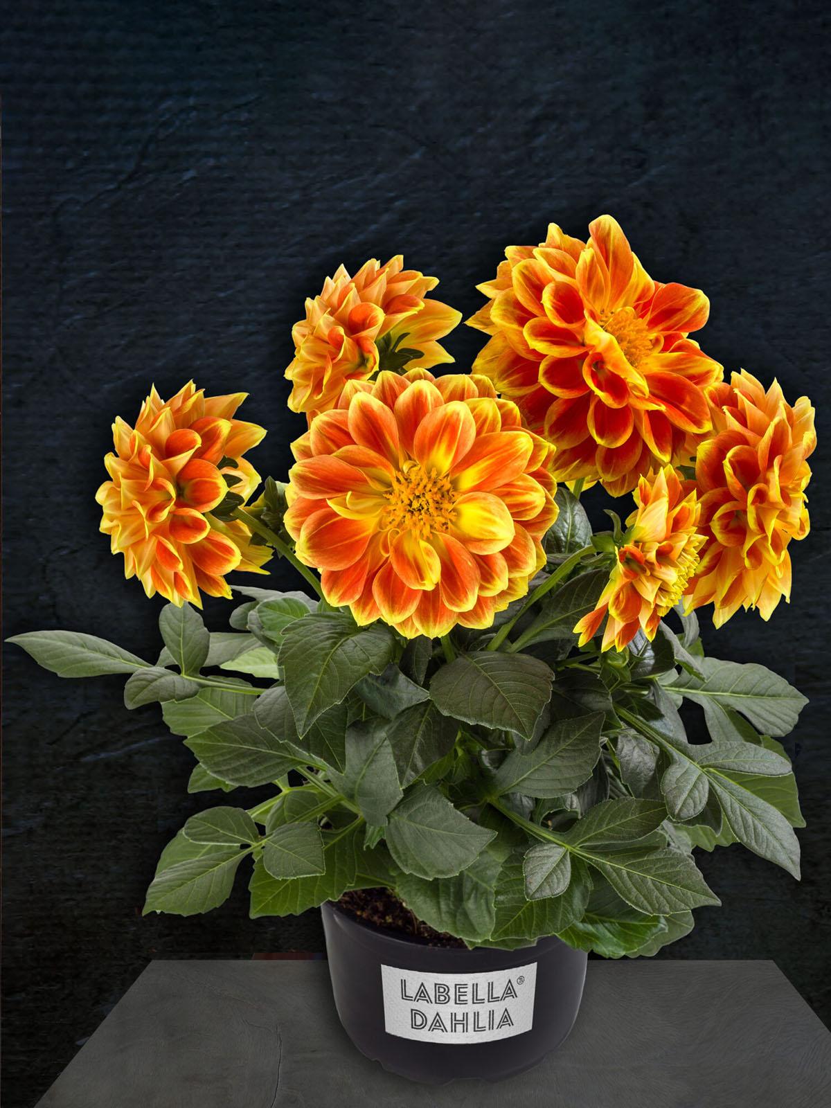 Dahlia Labella Medio Fun Golden Eye - View 10 from www redcrocus com