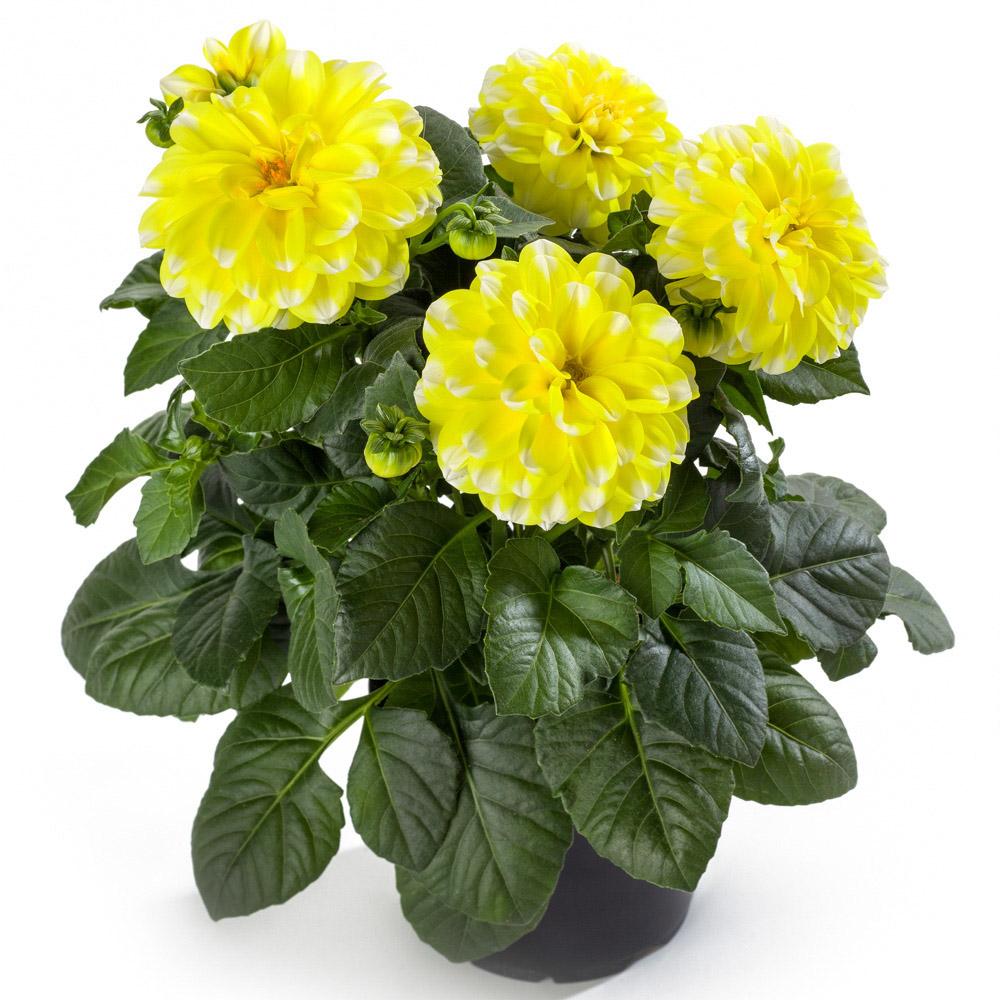 Dahlia Labella Medio Fun Golden Eye - View 12 from www redcrocus com