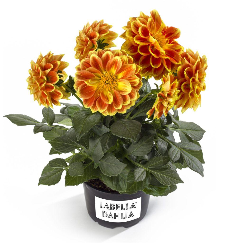 Dahlia Labella Medio Fun Golden Eye - View 13 from www redcrocus com