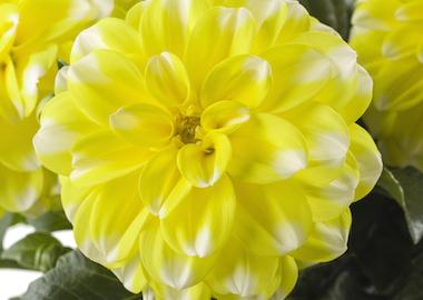 Dahlia Labella Medio Fun Golden Eye - View 14 from www redcrocus com