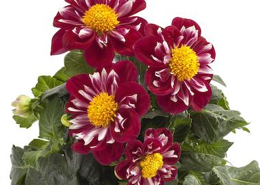 Dahlia Labella Medio Fun Golden Eye - View 15 from www redcrocus com