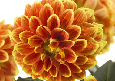 Dahlia Labella Medio Fun Golden Eye - View 16 from www redcrocus com