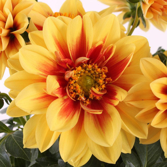 Dahlia Labella Medio Fun Golden Eye - View 1 from www redcrocus com