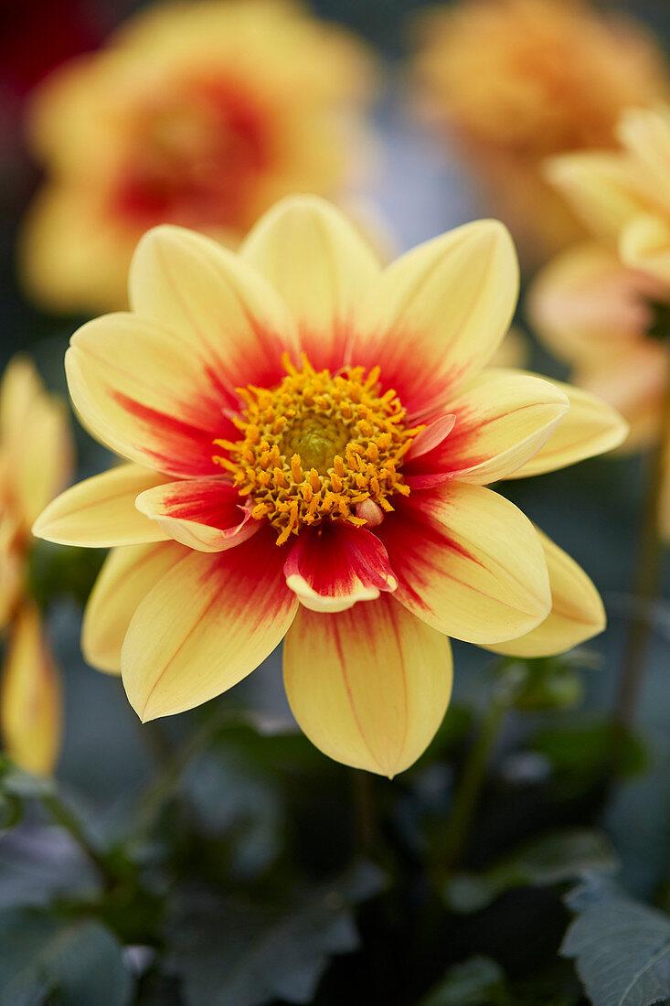 Dahlia Labella Medio Fun Golden Eye - View 2 from www redcrocus com