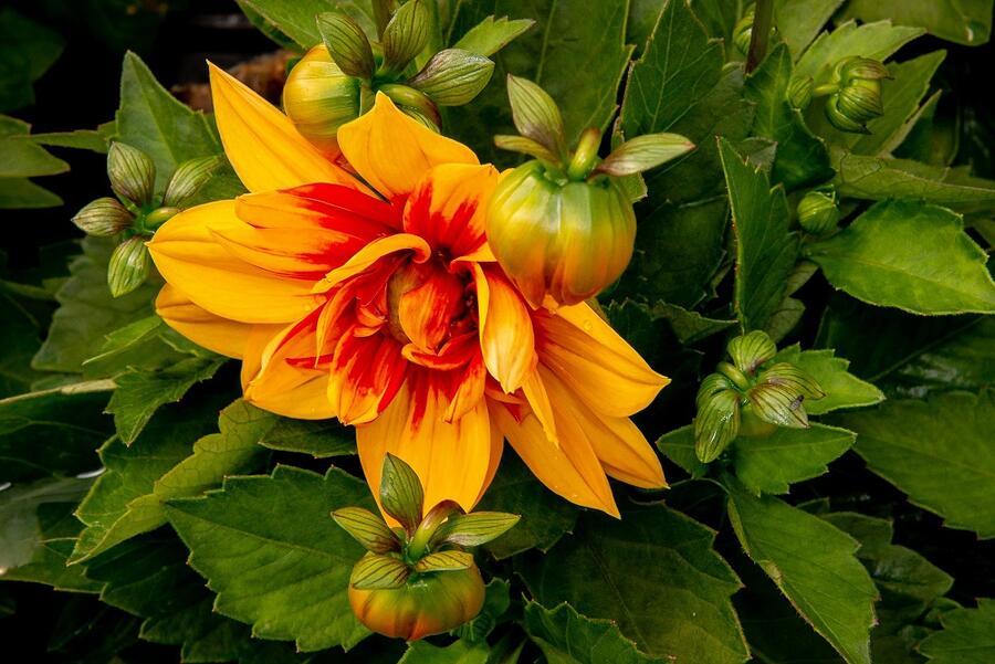 Dahlia Labella Medio Fun Golden Eye - View 3 from www redcrocus com