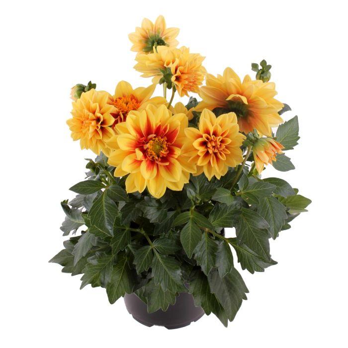 Dahlia Labella Medio Fun Golden Eye - View 5 from www redcrocus com