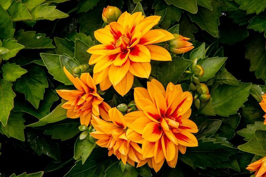 Dahlia Labella Medio Fun Golden Eye - View 6 from www redcrocus com