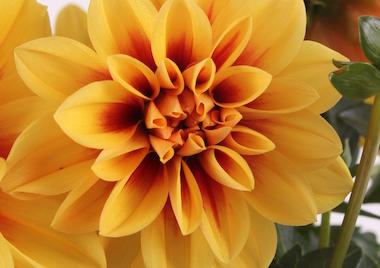 Dahlia Labella Medio Fun Golden Eye - View 8 from www redcrocus com