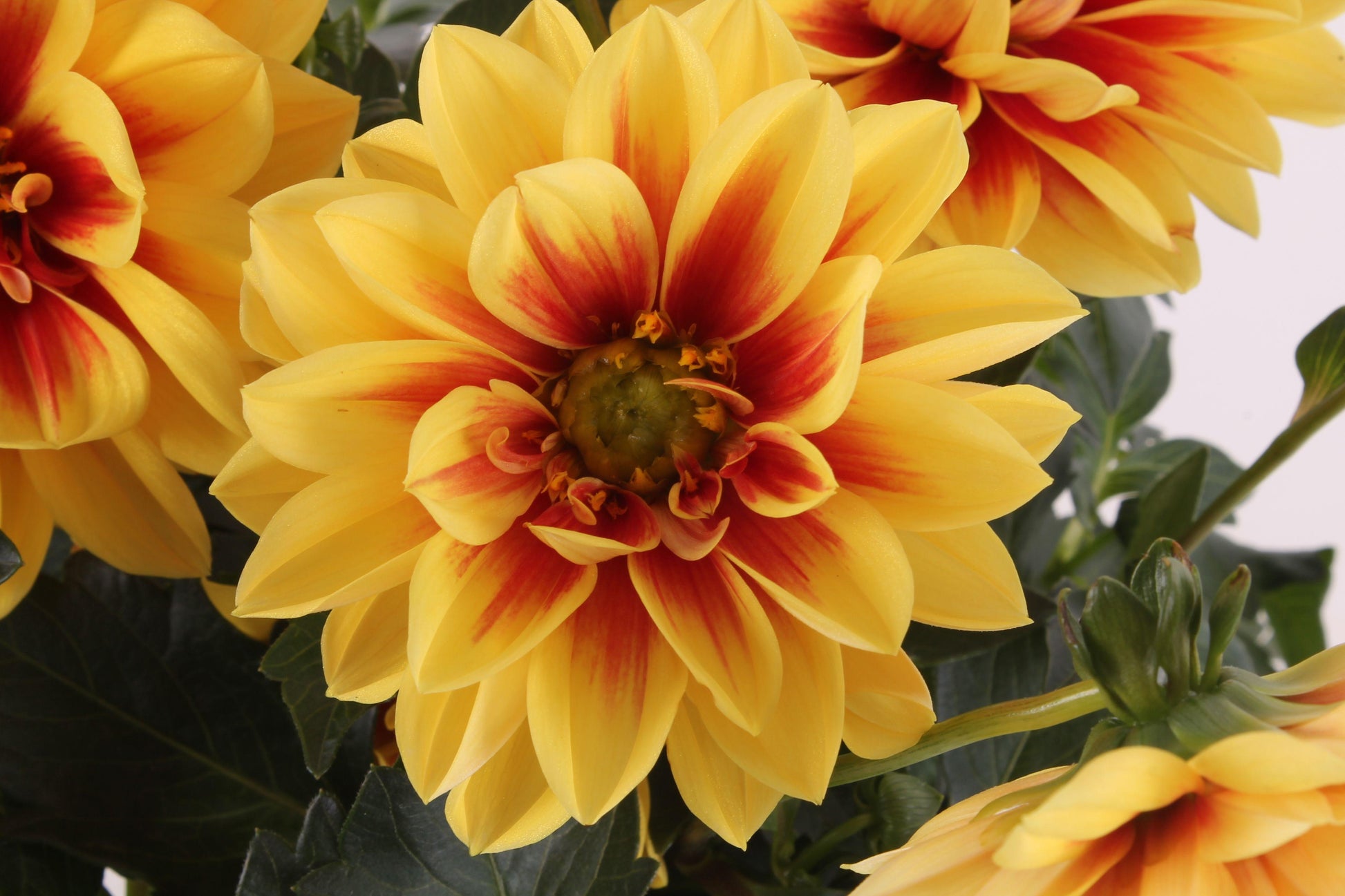 Dahlia Labella Medio Fun Golden Eye - View 9 from www redcrocus com