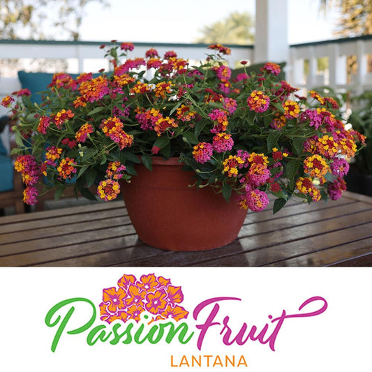 Lantana Passion Fruit - View 1 from www redcrocus com