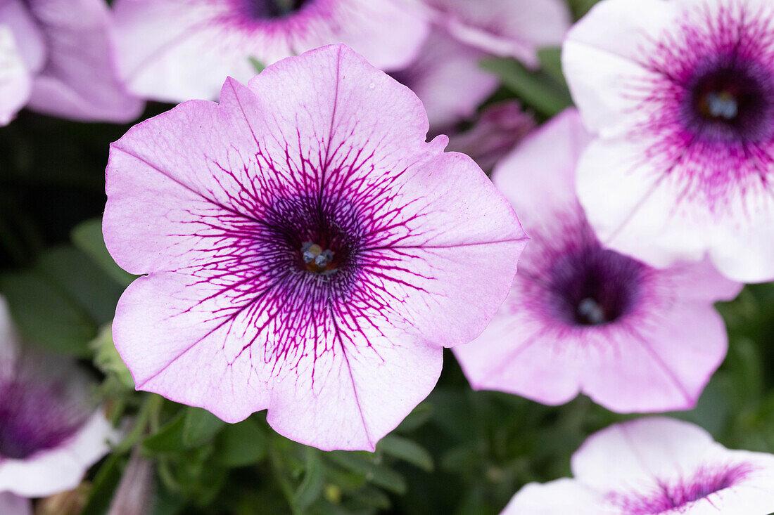 Petunia Capella Purple Vein - View 10 from www redcrocus com