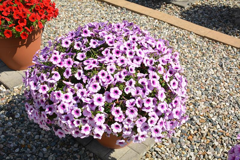 Petunia Capella Purple Vein - View 13 from www redcrocus com