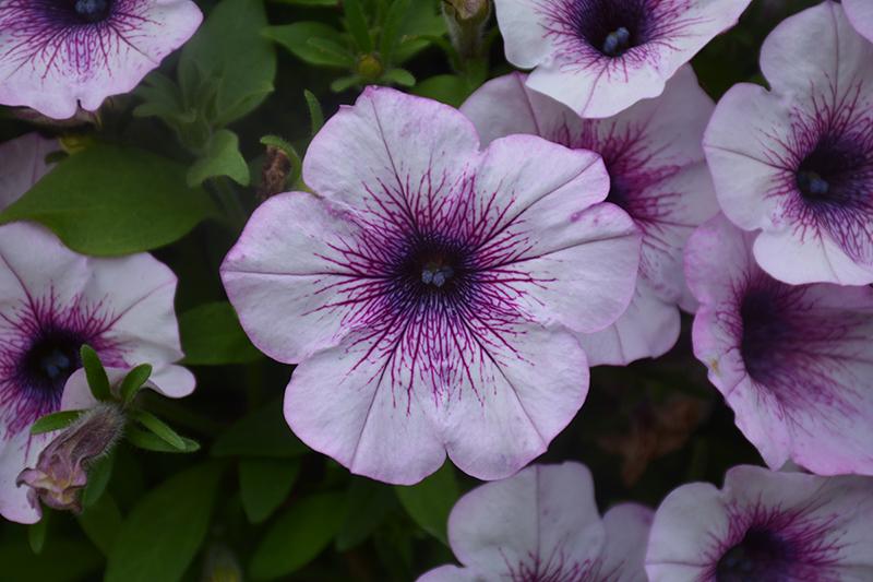 Petunia Capella Purple Vein - View 15 from www redcrocus com