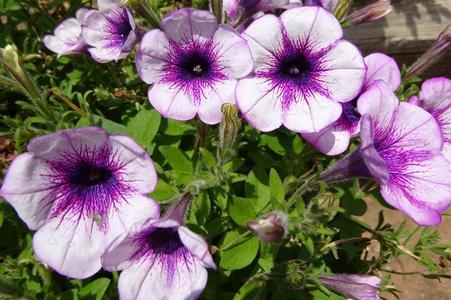 Petunia Capella Purple Vein - View 17 from www redcrocus com