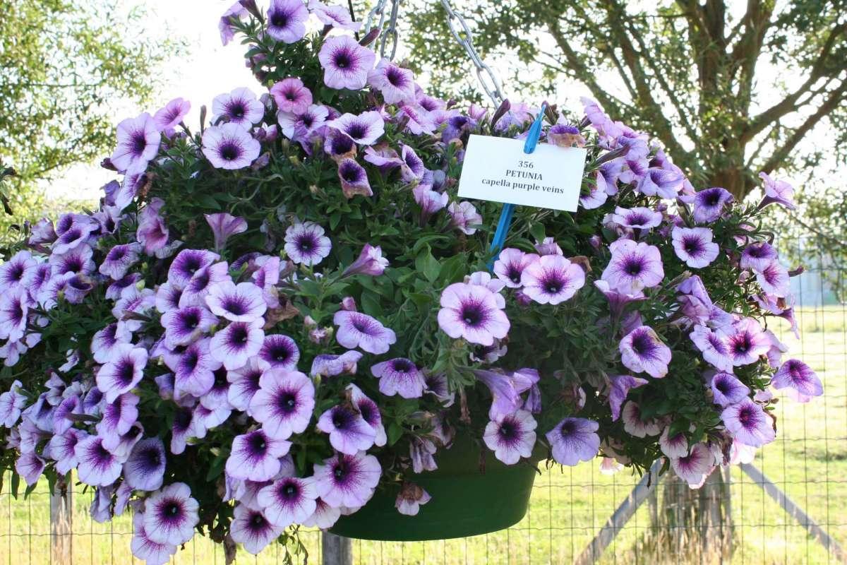 Petunia Capella Purple Vein - View 18 from www redcrocus com