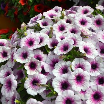 Petunia Capella Purple Vein - View 3 from www redcrocus com