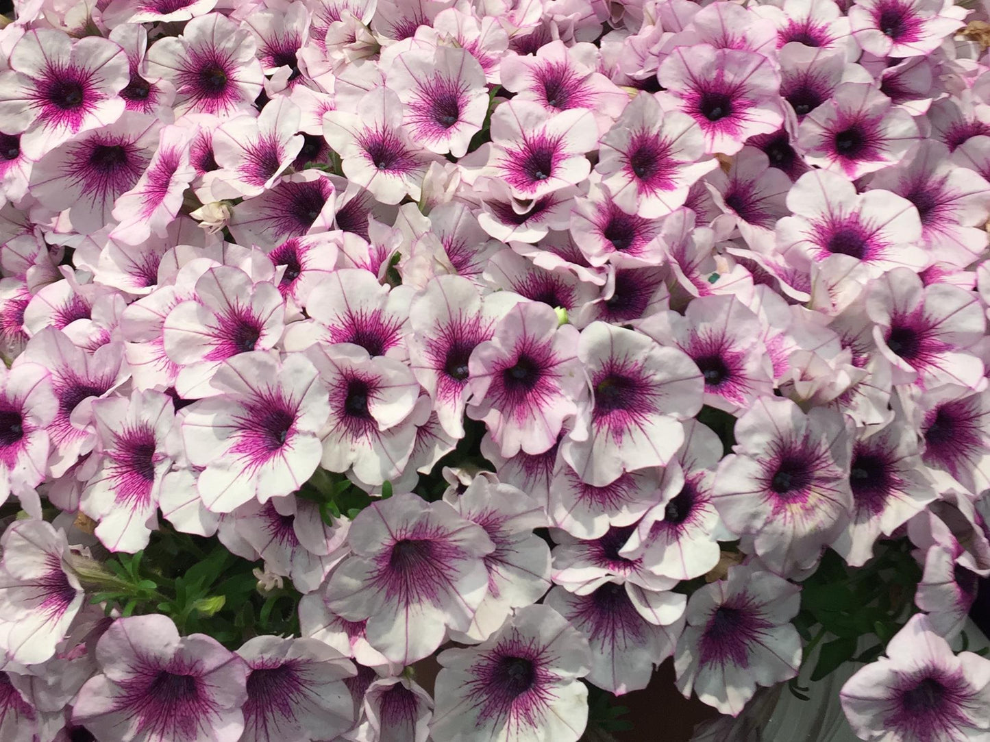 Petunia Capella Purple Vein - View 5 from www redcrocus com