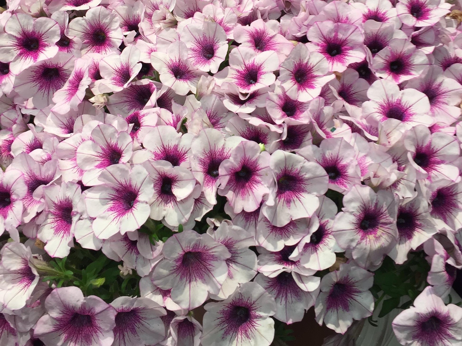 Petunia Capella Purple Vein - View 5 from www redcrocus com