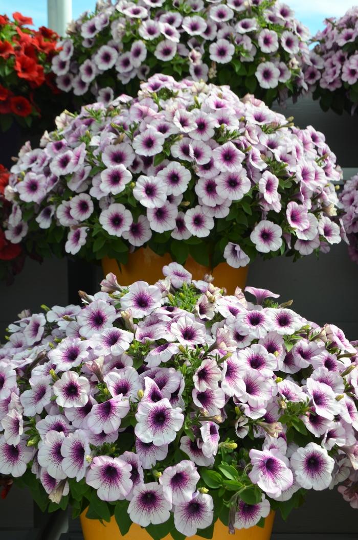 Petunia Capella Purple Vein - View 7 from www redcrocus com