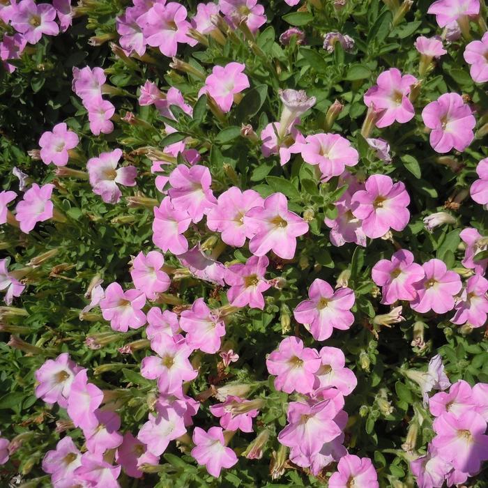 Petunia Itsy Pink - View 10 from www redcrocus com