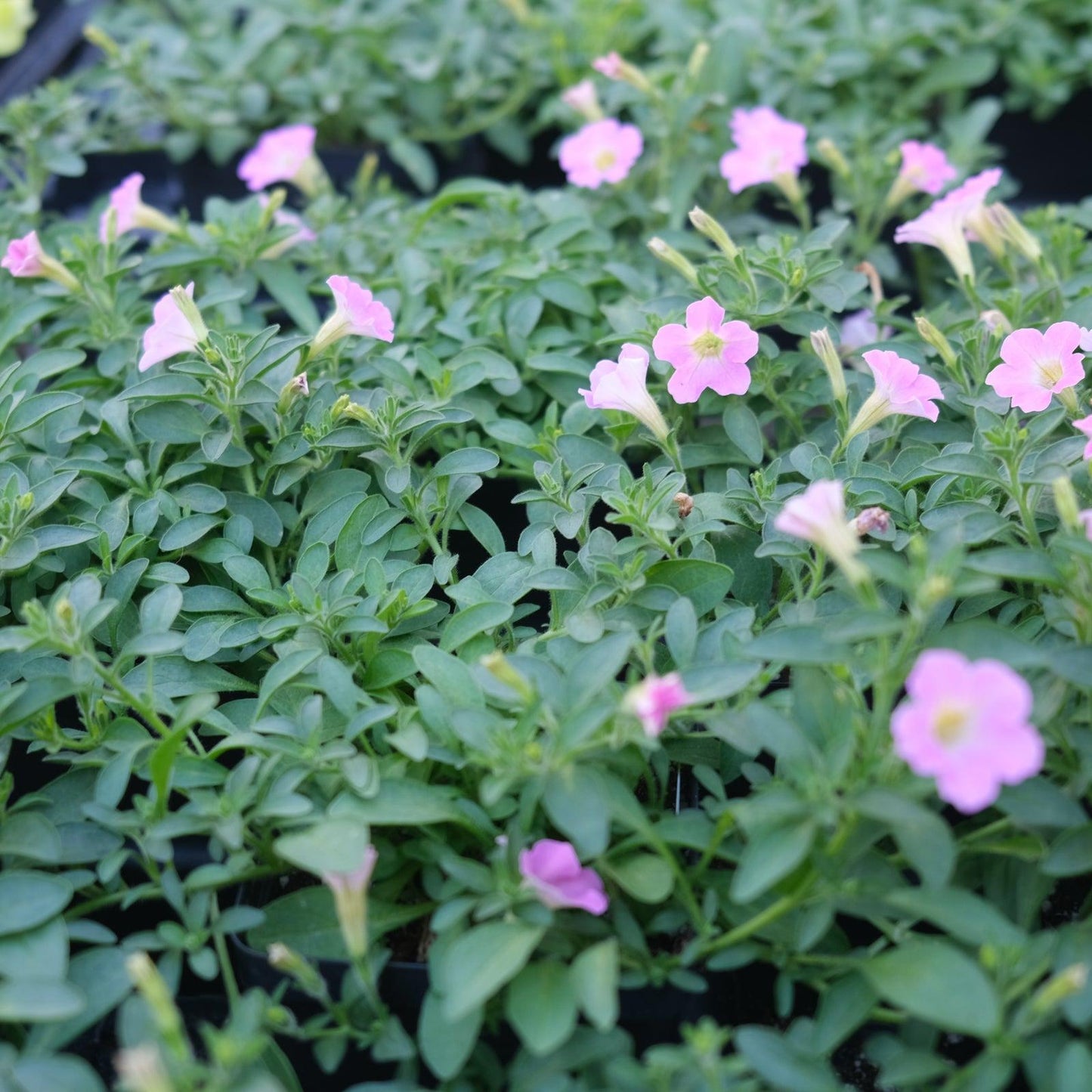 Petunia Itsy Pink - View 11 from www redcrocus com
