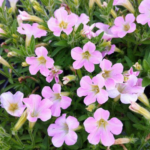 Petunia Itsy Pink - View 12 from www redcrocus com