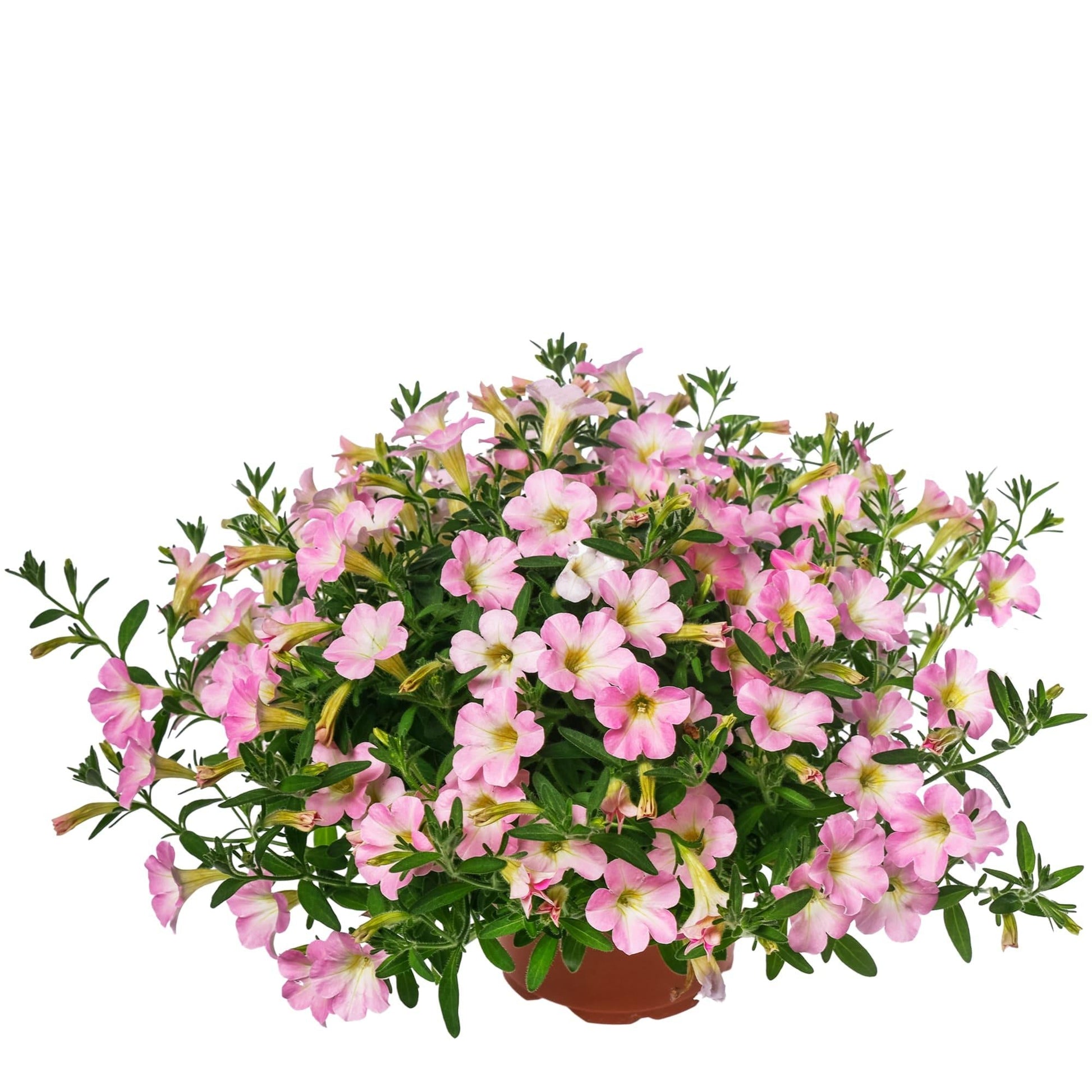 Petunia Itsy Pink - View 13 from www redcrocus com