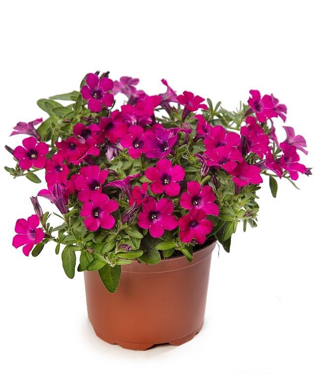 Petunia Itsy Pink - View 17 from www redcrocus com
