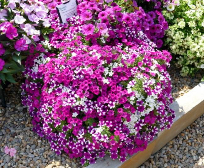 Petunia Itsy Pink - View 18 from www redcrocus com