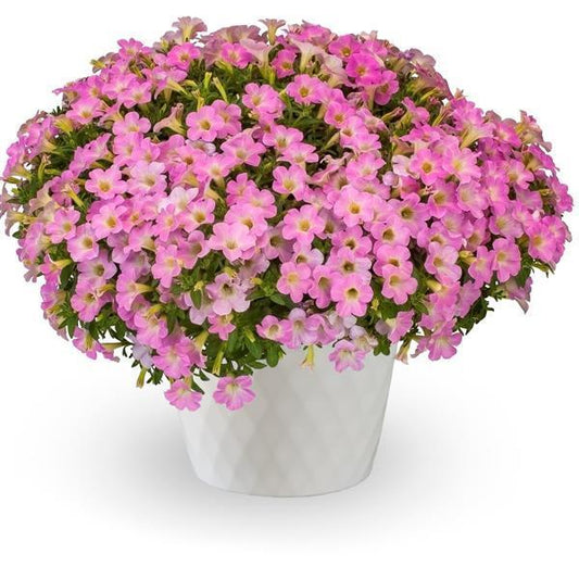 Petunia Itsy Pink - View 1 from www redcrocus com