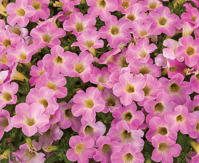 Petunia Itsy Pink - View 2 from www redcrocus com