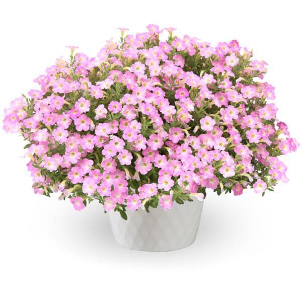 Petunia Itsy Pink - View 4 from www redcrocus com