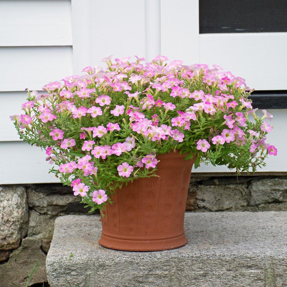 Petunia Itsy Pink - View 5 from www redcrocus com