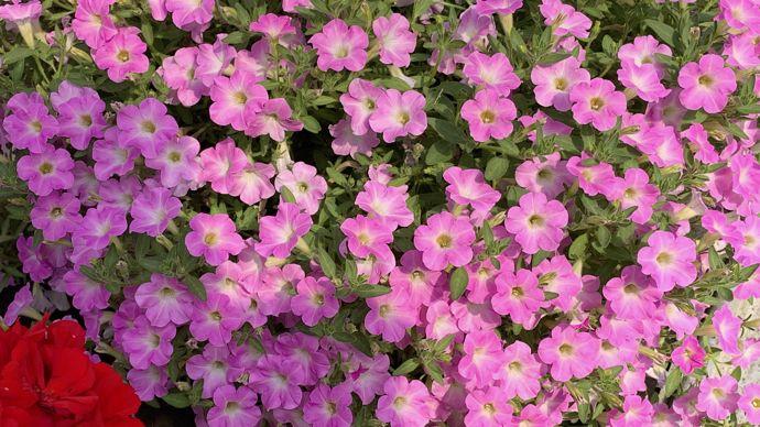 Petunia Itsy Pink - View 7 from www redcrocus com