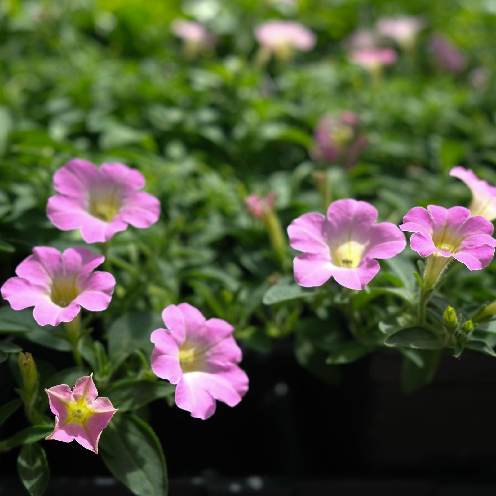 Petunia Itsy Pink - View 8 from www redcrocus com