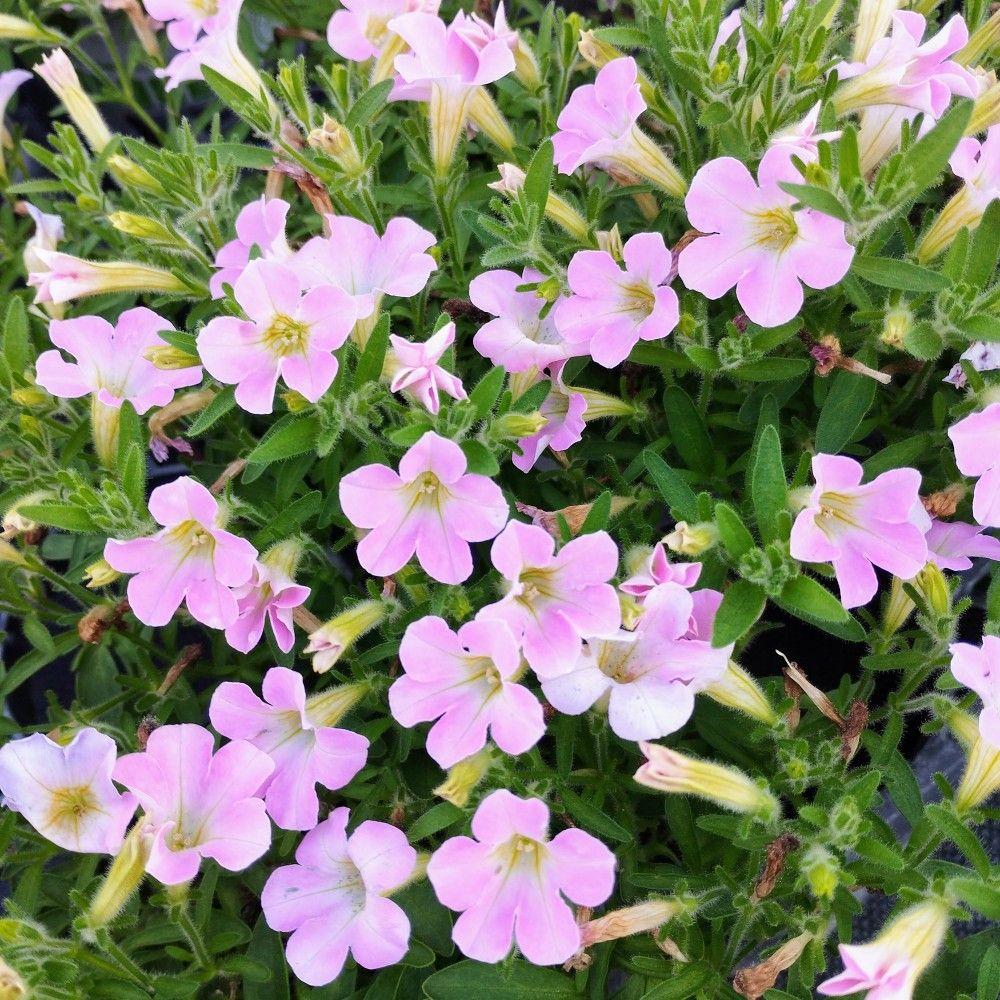 Petunia Itsy Pink - View 9 from www redcrocus com