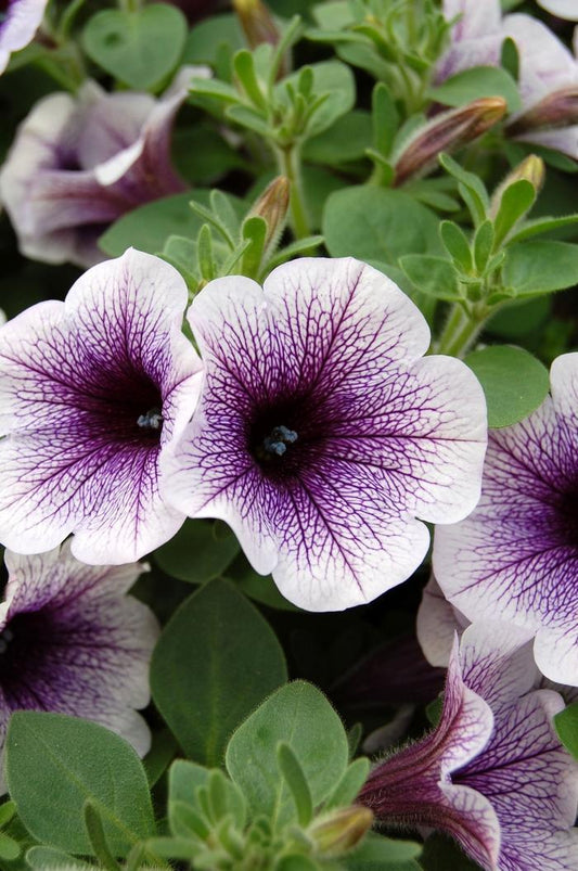 Petunia Starlet Blueberry Vein - View 1 from www redcrocus com
